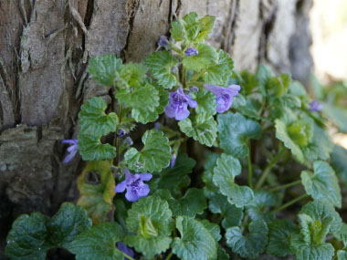 creeping jenny flower