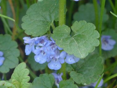 ground ivy