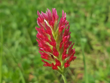 crimson clover flower