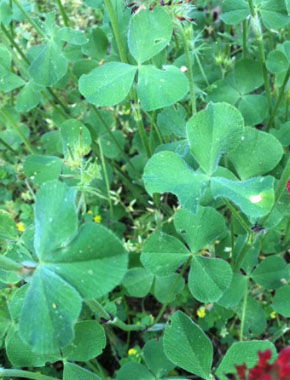 red leaf clover plant