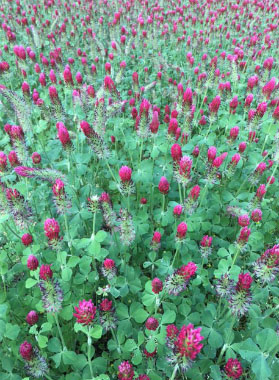 crimson clover