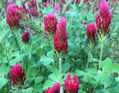 crimson flowers