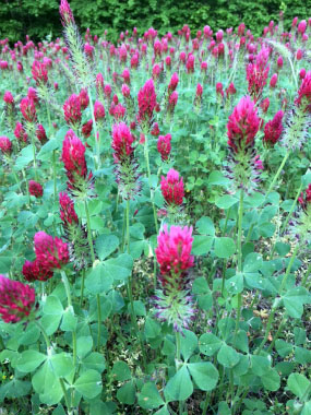 crimson plants