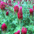 Crimson Clover