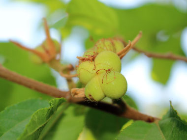 Grewia occidentalis