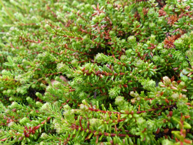 crowberry bush