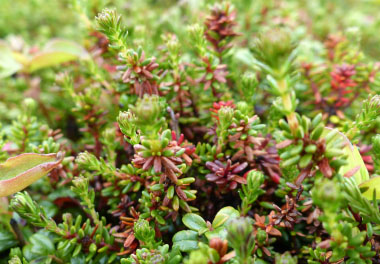 crowberry early season