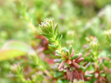 crowberry leaf close up