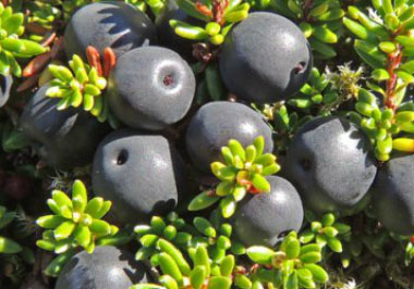 crowberry ripe