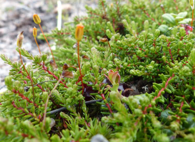 crowberry seeding