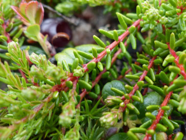 crowberry stem leaves