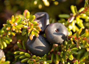 Crowberry