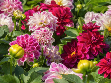 dahlia flowers