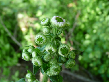 daisy fleabane buds