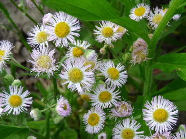daisy fleabane flowers