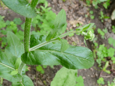 daisy fleabane leaf