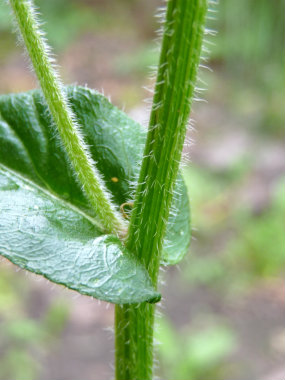 daisy fleabane stem