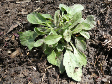 daisy fleabane young growth