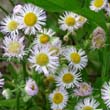 Daisy Fleabane