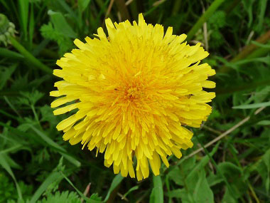 Dandelion Pictures Flowers Leaves