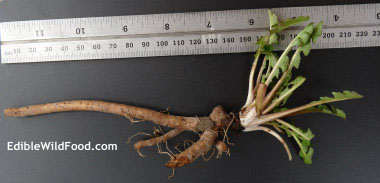 dandelion root