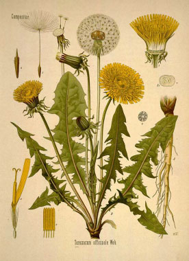 taraxacum officinale drawing