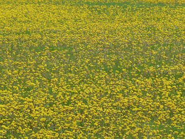 taraxacum officinale picture