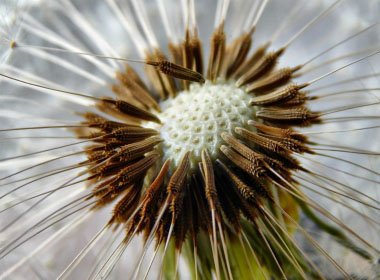 taraxacum officinale seed