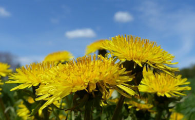 taraxacum officinale