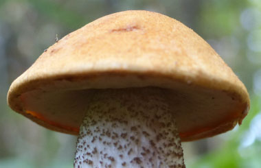 Leccinum vulpinum cap