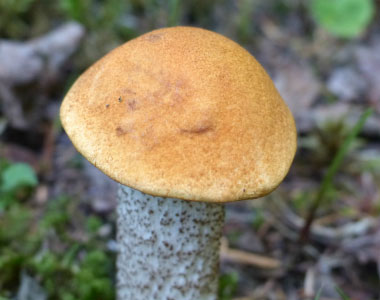 dark stalked bolete cap