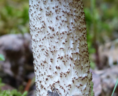 dark stalked bolete stem