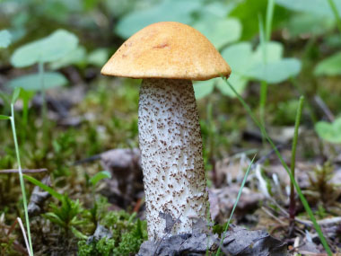 dark stalked bolete