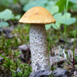 Dark Stalked Bolete