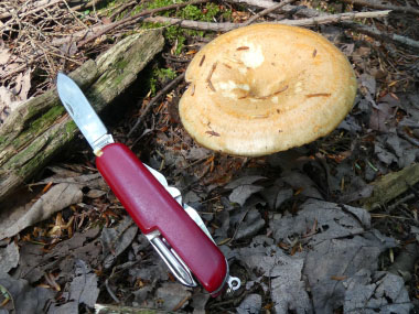 delicious lactarius cap