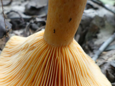 delicious lactarius stem