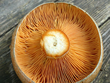 lactarius deliciosus gills