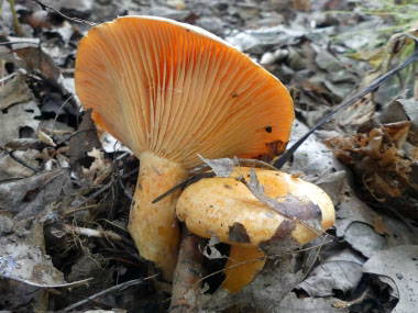 lactarius deliciosus