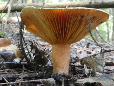 saffron milkcap