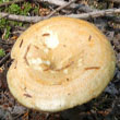 Delicious Lactarius