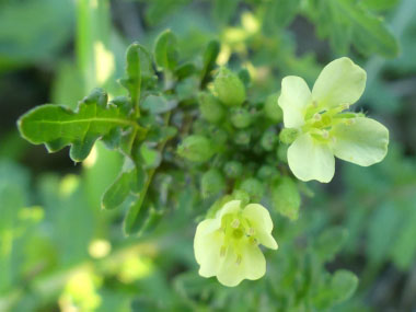 dog mustard flowers