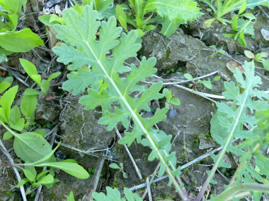 dog mustard leaves