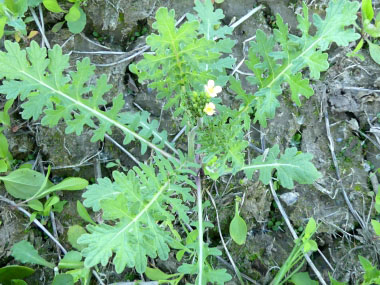 dog mustard plant