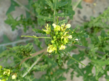 dogmustard flowerhead