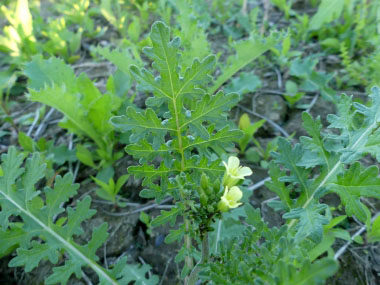 dogmustard plant