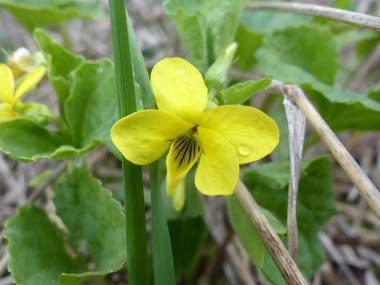 Downy Yellow Violet flower