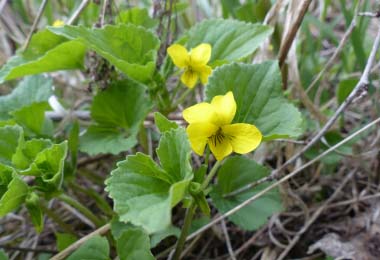 Downy Yellow Violet flowers