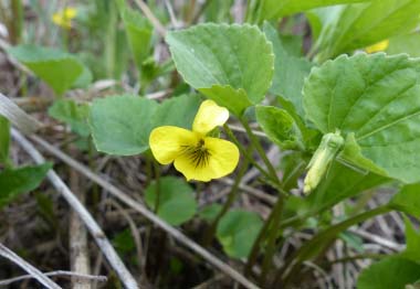 Downy Yellow Violet