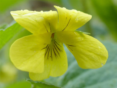 downy yellow violet flower closeup