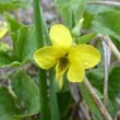 Downy Yellow Violet